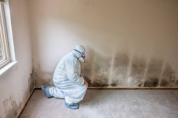 Home Mold Removal in Day Heights, OH
